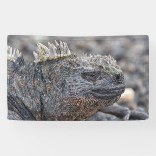 Marine Iguana Spandoek