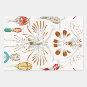 Marine Life Crustaceans, Copepoda by Ernst Haeckel Inpakpapier Vel