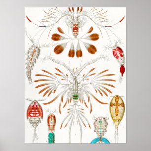 Marine Life Crustaceans, Copepoda by Ernst Haeckel Poster