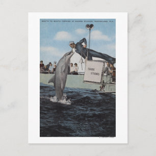 Marineland, Florida - Sailor Mouthfeed Briefkaart