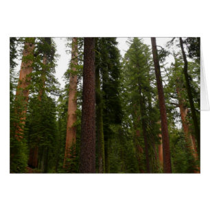Mariposa Grove in Yosemite National Park
