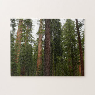 Mariposa Grove in Yosemite National Park Legpuzzel