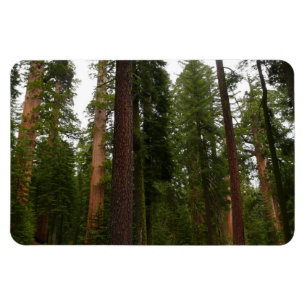 Mariposa Grove in Yosemite National Park Magneet