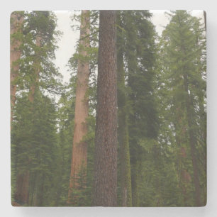 Mariposa Grove in Yosemite National Park Stenen Onderzetter