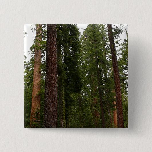 Mariposa Grove in Yosemite National Park Vierkante Button 5,1 Cm (Voorkant)