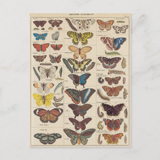 Mariposas Briefkaart