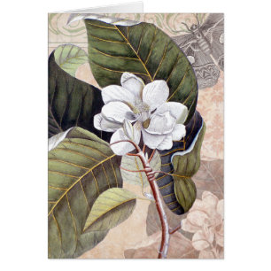 Mark Catesby Magnolia  Elegance