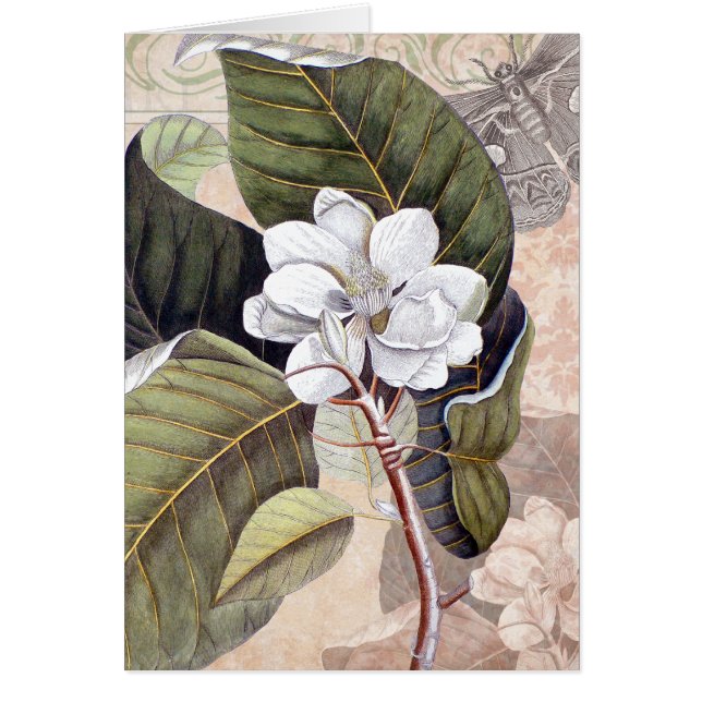 Mark Catesby Magnolia  Elegantie (Voorkant)