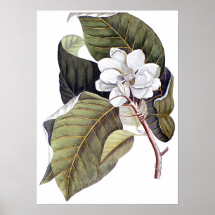 Mark Catesby: White Magnolia Antiek Botanical Poster