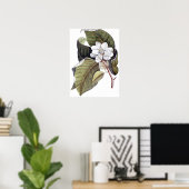 Mark Catesby: White Magnolia Antiek Botanical Poster (Thuiskantoor)