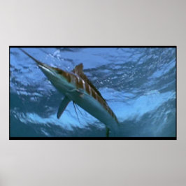 Marlin wild poster