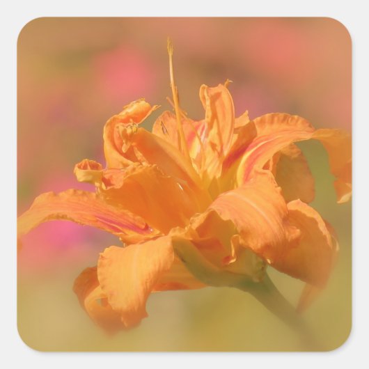 Marmalade - Daylily Vierkante Sticker (Voorkant)