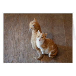 Marmalade kittens,