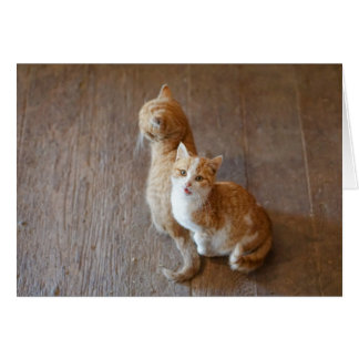 Marmalade kittens,
