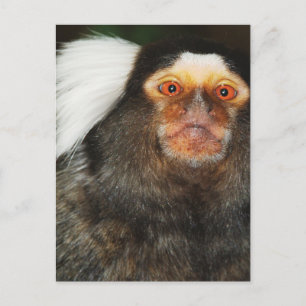 Marmoset Briefkaart