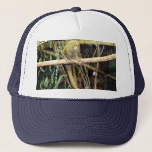Marmoset Monkey en alerte, Casquette de camions