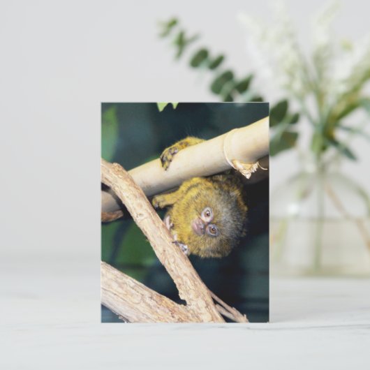 Marmoset Monkey Hi There, Carte Postale (Debout devant)