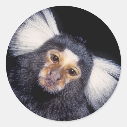 Marmoset Monkey Ronde Sticker (Voorkant)