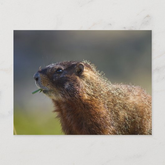 Marmot Briefkaart (Voorkant)