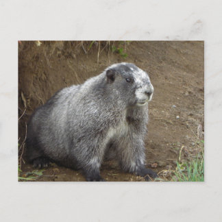 Marmot Briefkaart