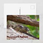 Marmot Brothers Leavenworth Washington Briefkaart (Voorkant / Achterkant)