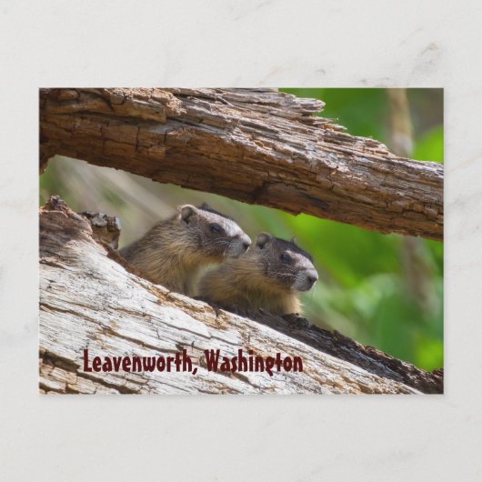 Marmot Brothers Leavenworth Washington Briefkaart (Voorkant)