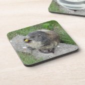 Marmot dessous de verre (Côté gauche)