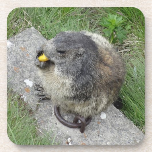 Marmot dessous de verre (Devant)