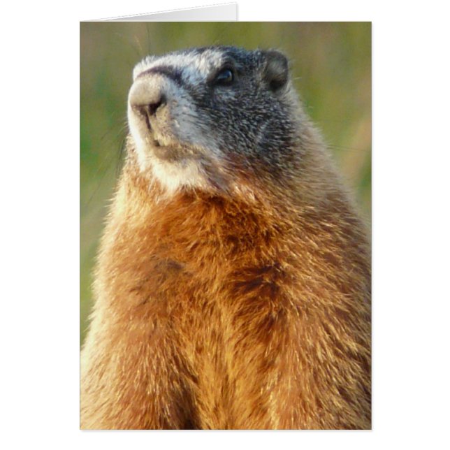 Marmot, gele buik (Voorkant)