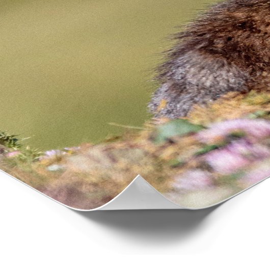 Marmot in het Poster van het Paradiso-park Gran (Hoek)