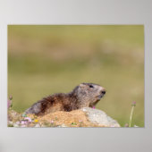 Marmot in het Poster van het Paradiso-park Gran (Voorkant)