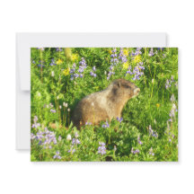 Marmot in Mount Rainier Wildbloemen