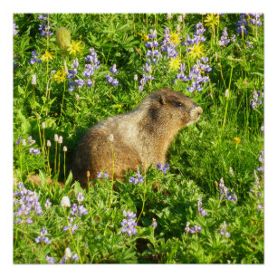 Marmot in Mount Rainier Wildbloemen Perfect Poster