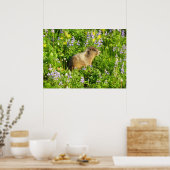 Marmot in Mount Rainier Wildbloemen Poster (Keuken)