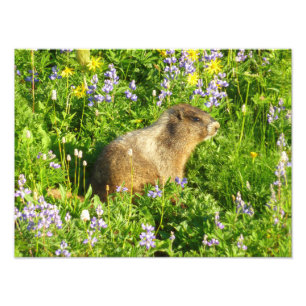 Marmot in Mount Rainier Wilde Bloemen Foto Afdruk