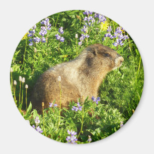 Marmot in Mount Rainier Wilde Bloemen Magneet