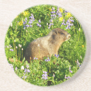 Marmot in Mount Rainier Wilde Bloemen Zandsteen Onderzetter