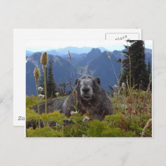 marmot in paradijs briefkaart (Voorkant / Achterkant)