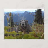 marmot in paradijs briefkaart (Voorkant)