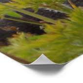 Marmot in Paradise Poster (Hoek)