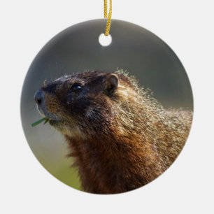Marmot Keramisch Ornament