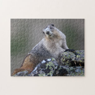 Marmot Legpuzzel