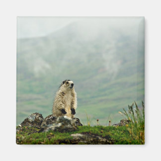 Marmot Magneet