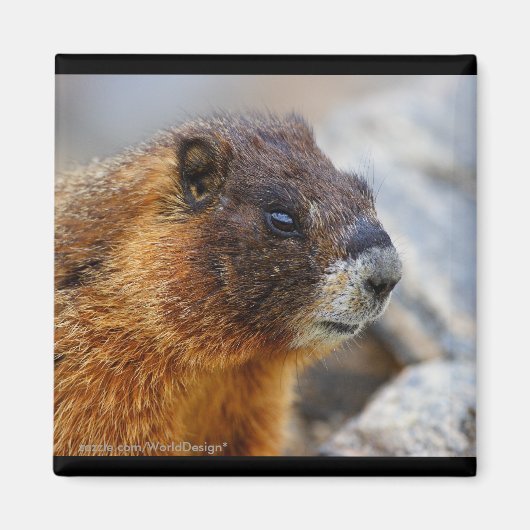 Marmot Magneet (Voorkant)