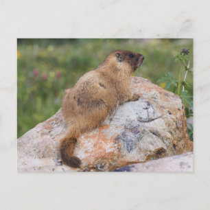 Marmot, marmota flaviventris, gele buik; briefkaart