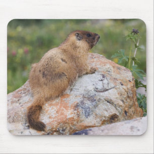 Marmot, marmota flaviventris, gele buik; muismat