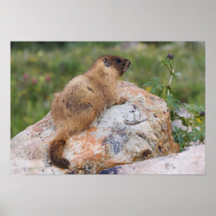 Marmot, marmota flaviventris, gele buik; poster