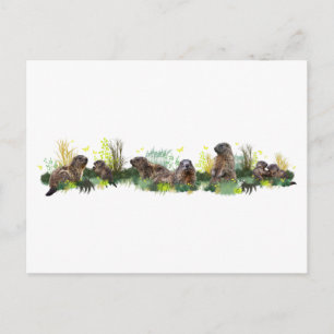 Marmot Meadow Briefkaart