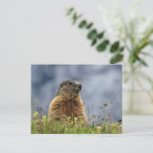marmot op alpenweide briefkaart (Staand voorkant)