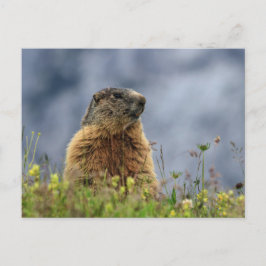 marmot op alpenweide briefkaart